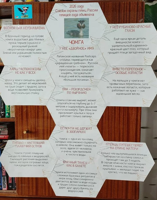 Васильевская библиотека